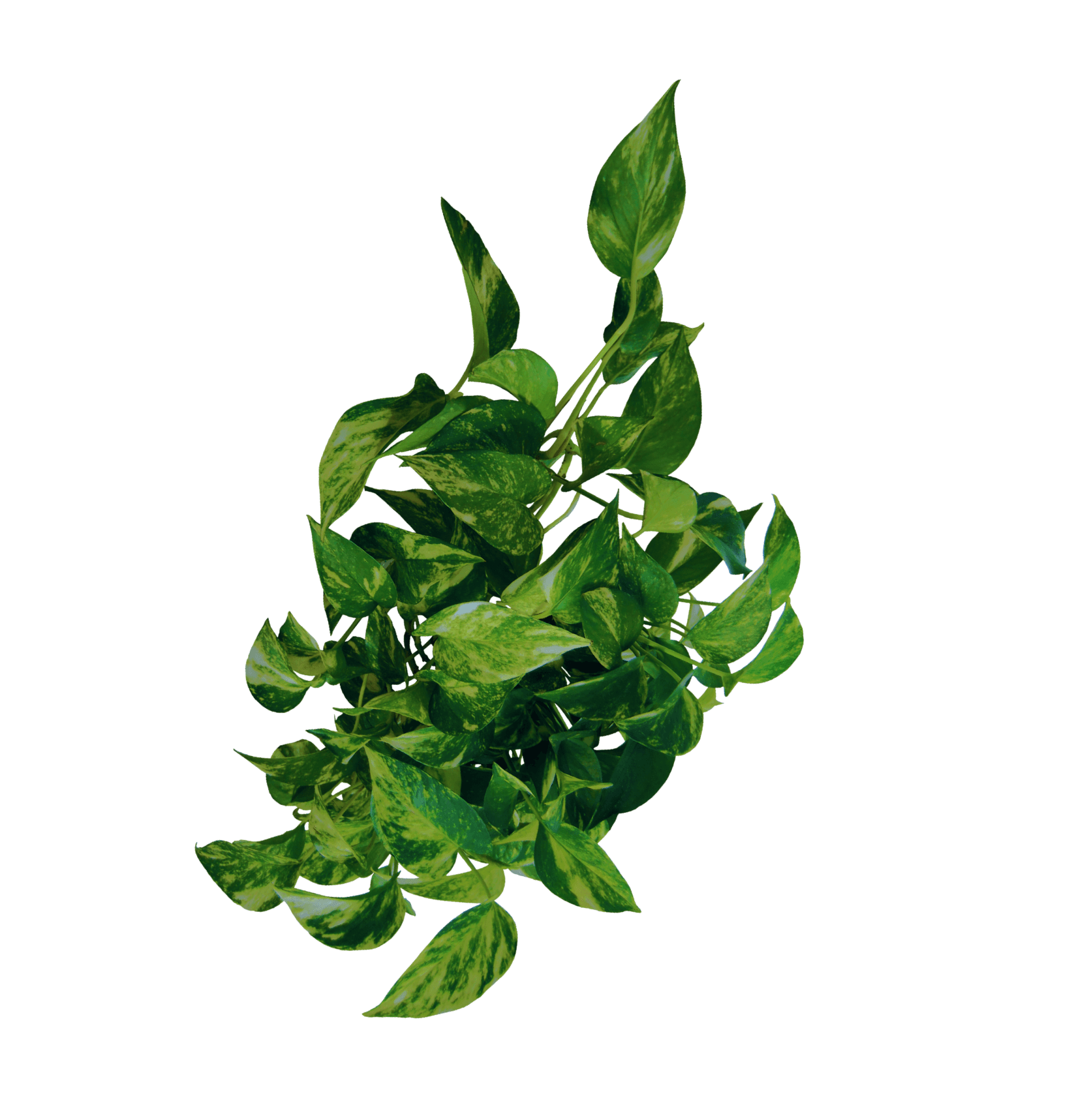 Planta