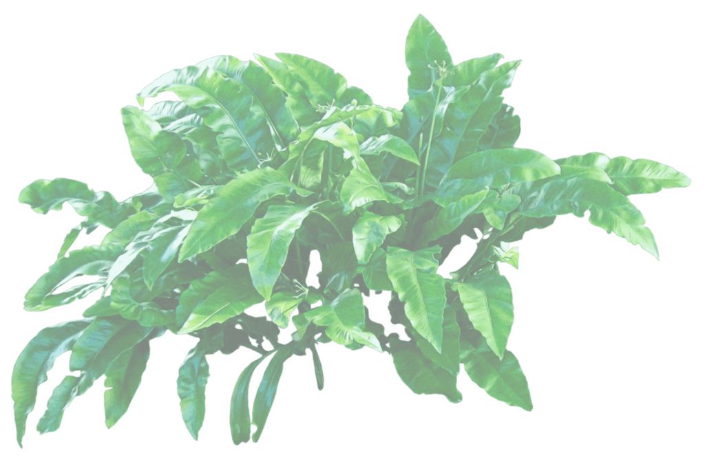 Planta
