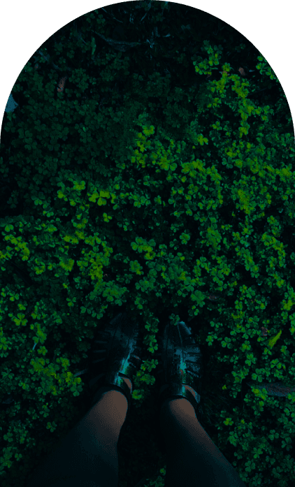 Janela com plantas